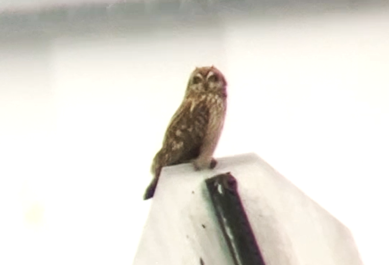 Short-eared Owl - ML612599763