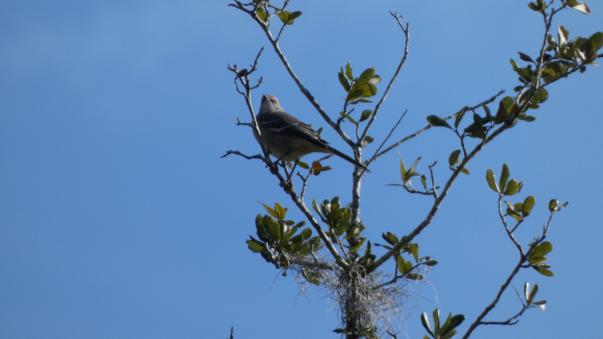 Northern Mockingbird - ML612599773