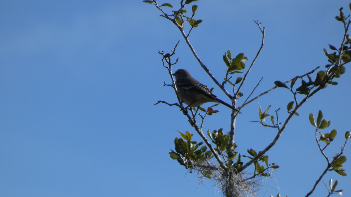 Northern Mockingbird - ML612599774