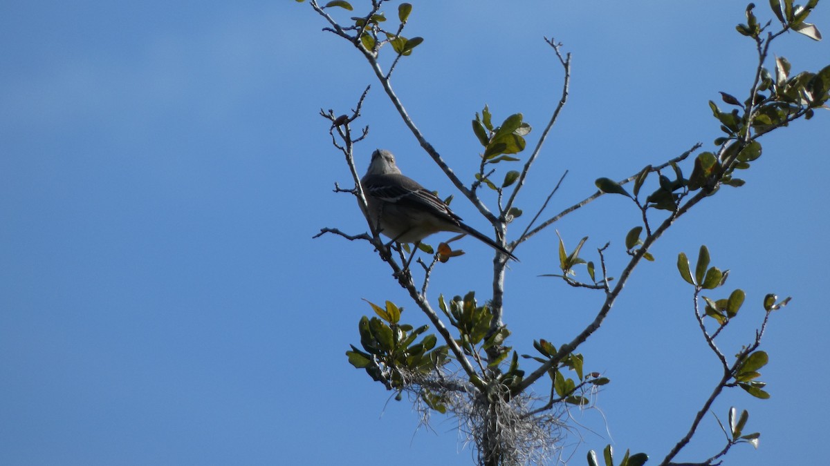 Northern Mockingbird - ML612599775