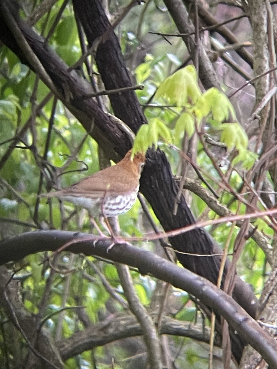 Wood Thrush - ML612599777