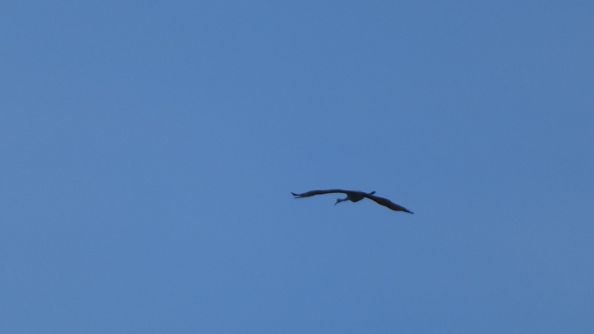 Sandhill Crane - ML612599794