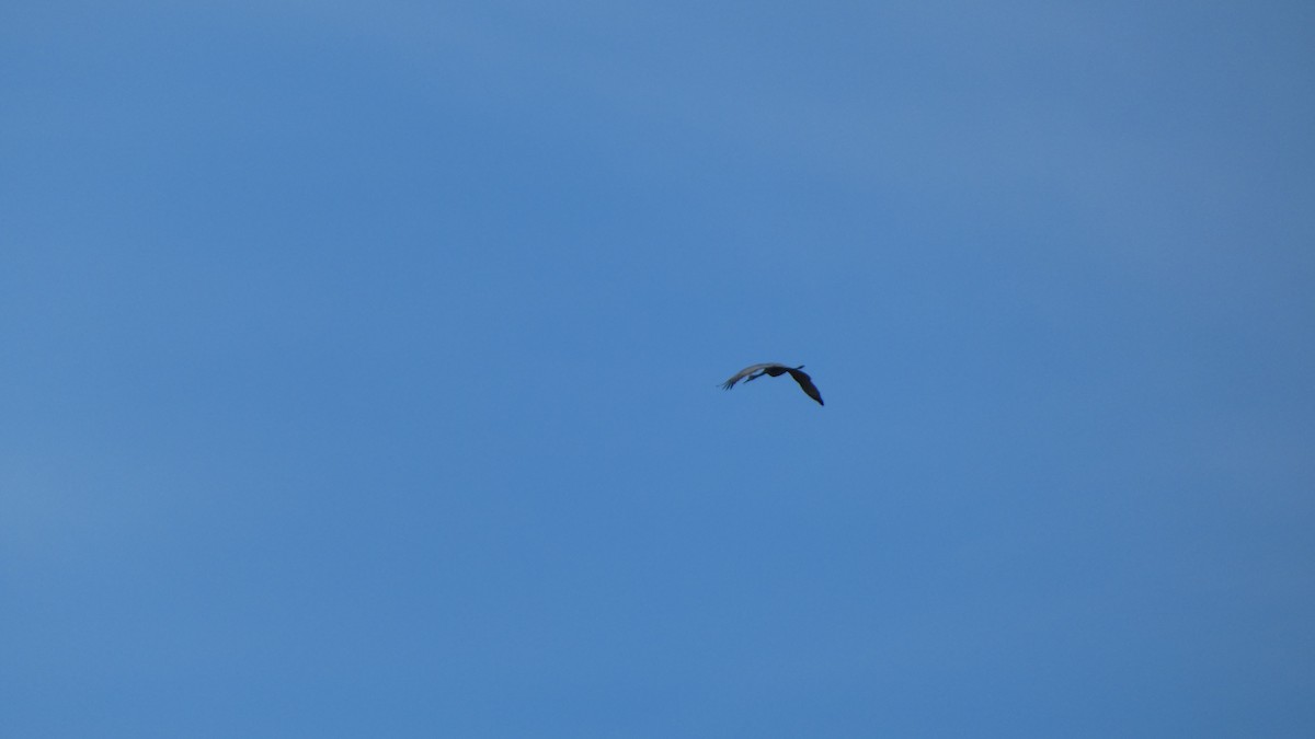 Sandhill Crane - ML612599795