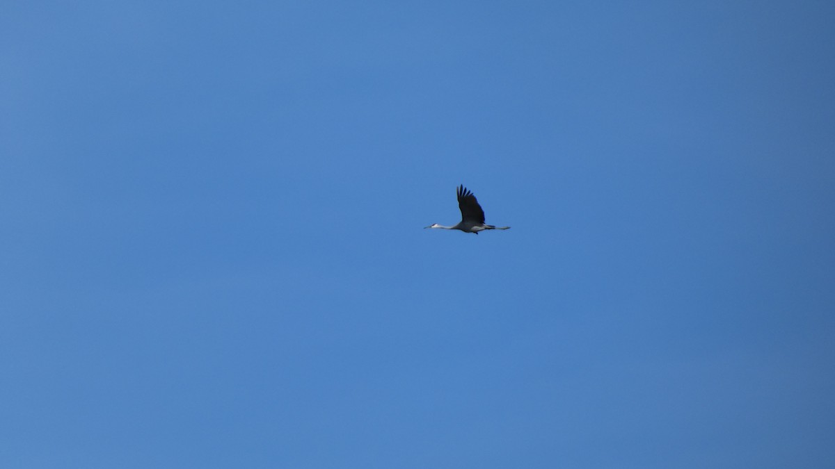 Sandhill Crane - ML612599796