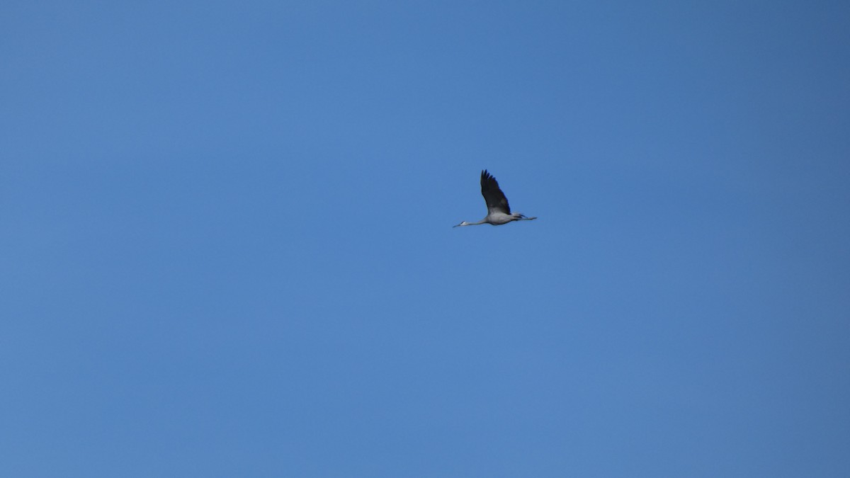 Sandhill Crane - ML612599797