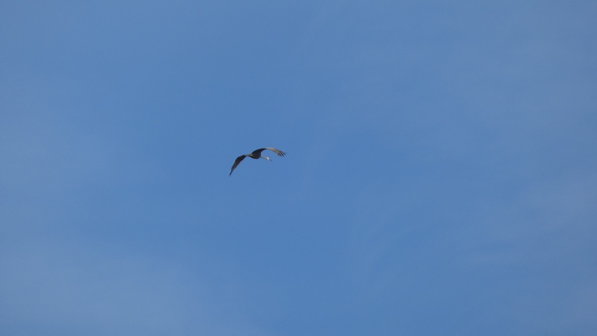 Sandhill Crane - ML612599798