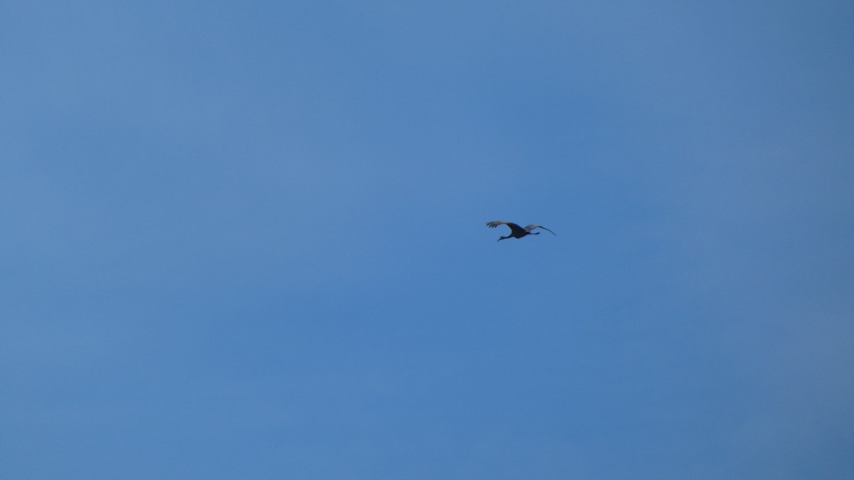 Sandhill Crane - ML612599799