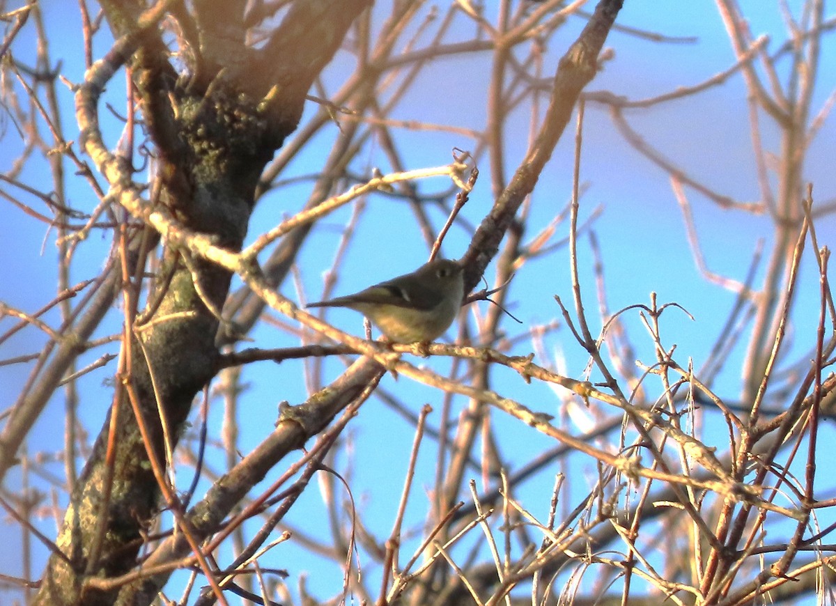 Ruby-crowned Kinglet - ML612599841