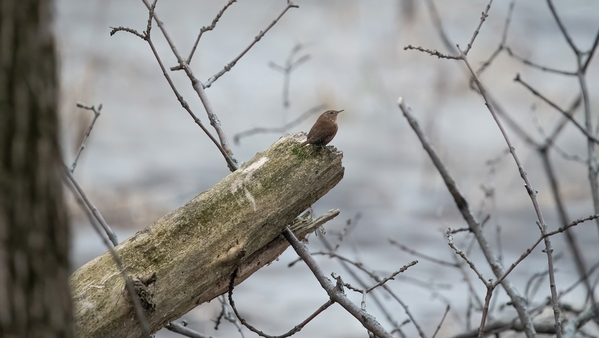 Winter Wren - Christine Pelletier et (Claude St-Pierre , photos)