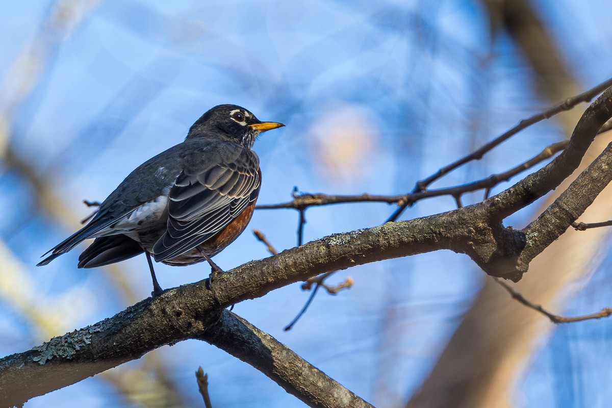American Robin - ML612599863