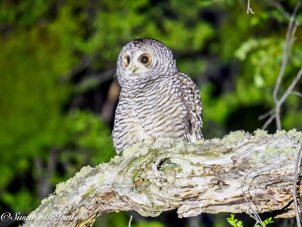 Rufous-legged Owl - Susan Mac