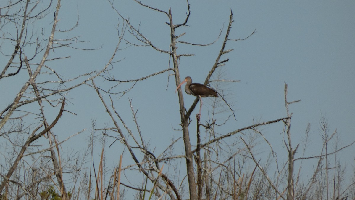 White Ibis - ML612599912