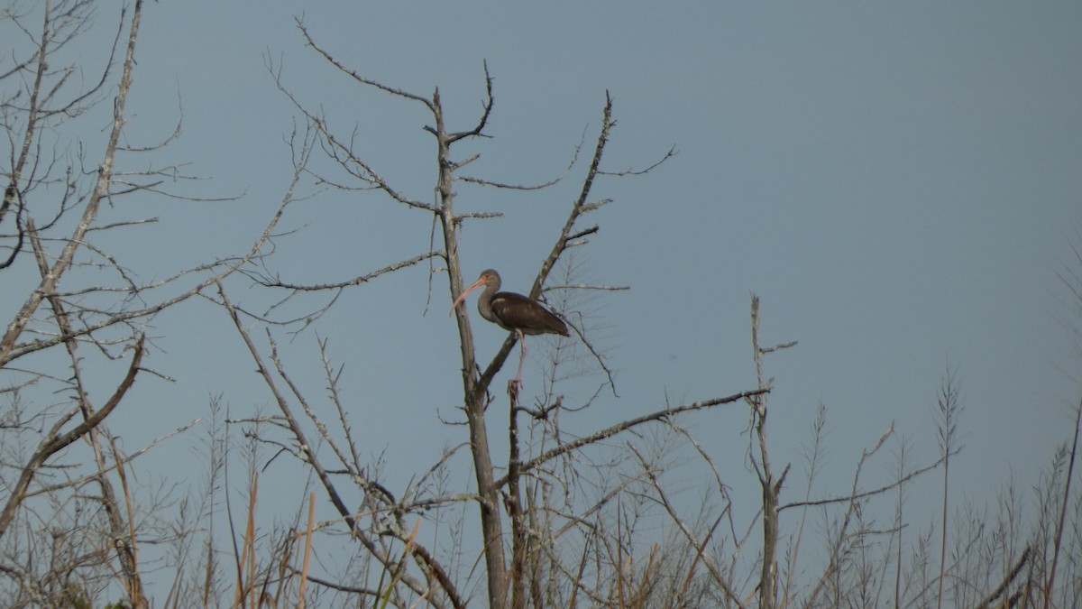 White Ibis - ML612599913
