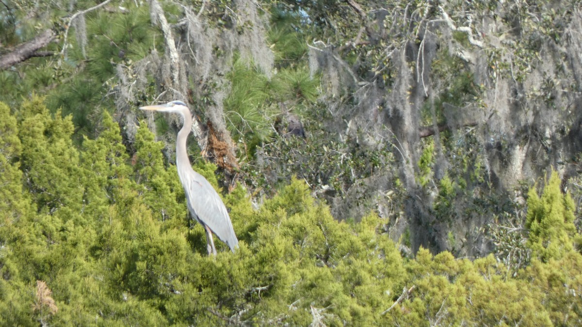 Great Blue Heron - ML612599920