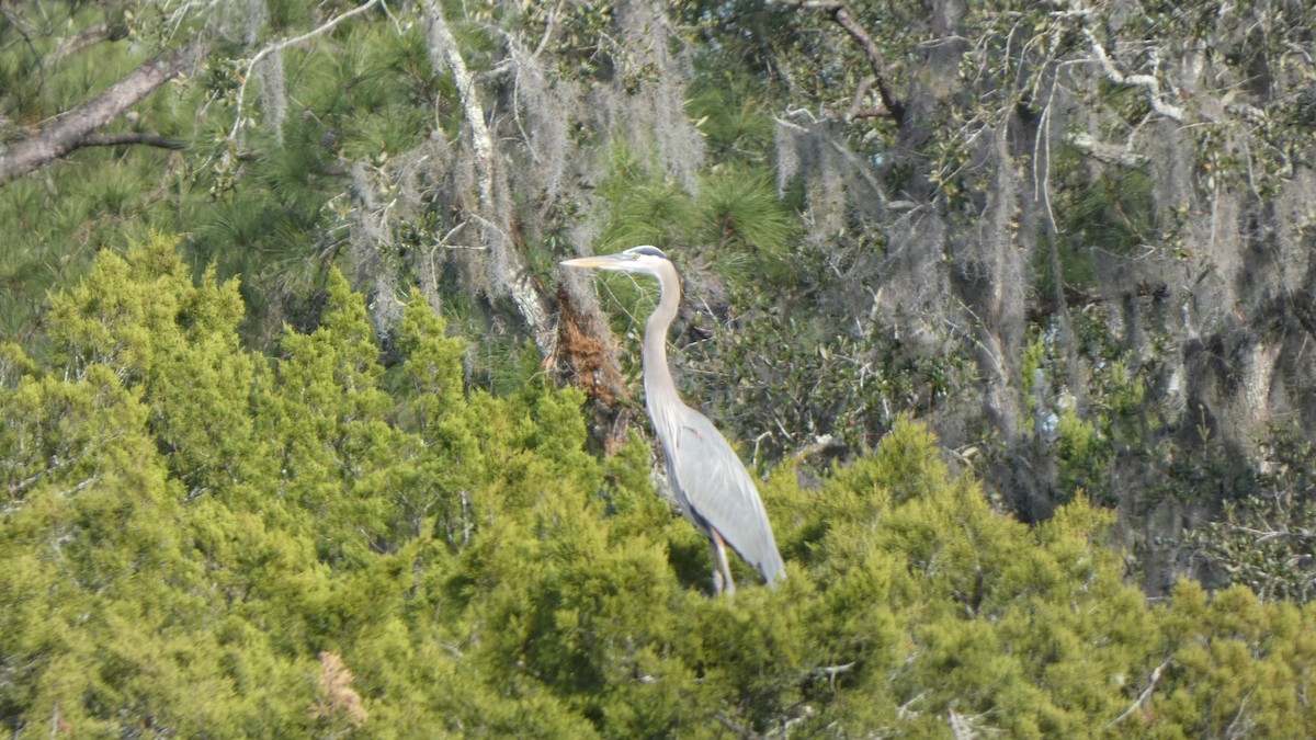 Great Blue Heron - ML612599921