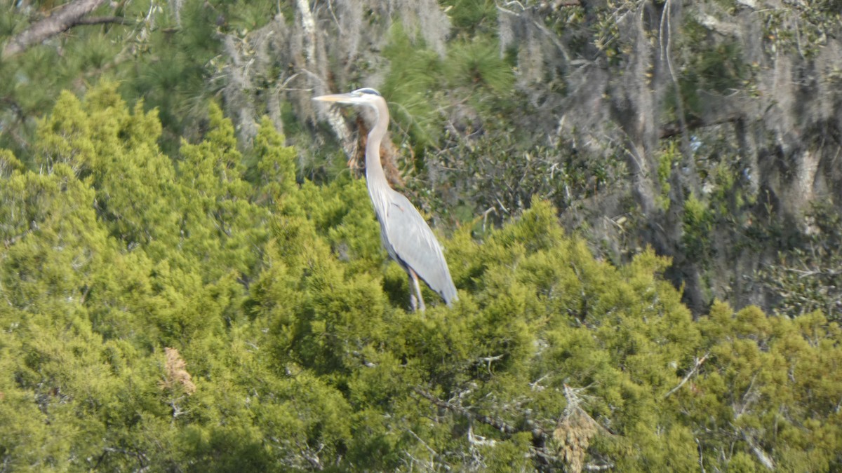Great Blue Heron - ML612599922