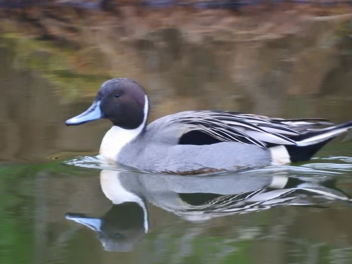 Northern Pintail - ML612599926