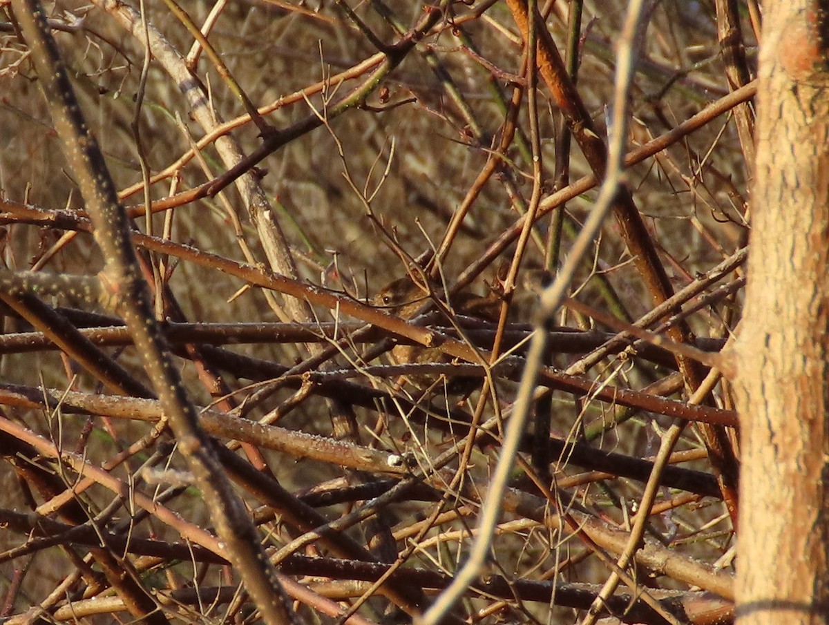 Winter Wren - tom aversa