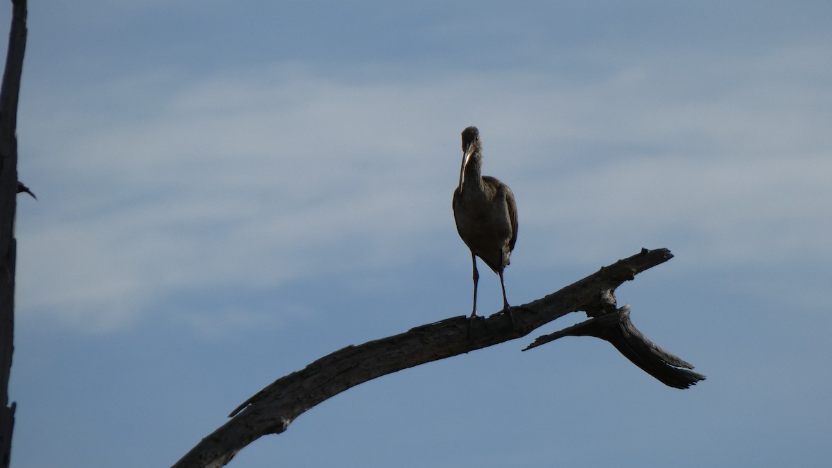 White Ibis - ML612599930