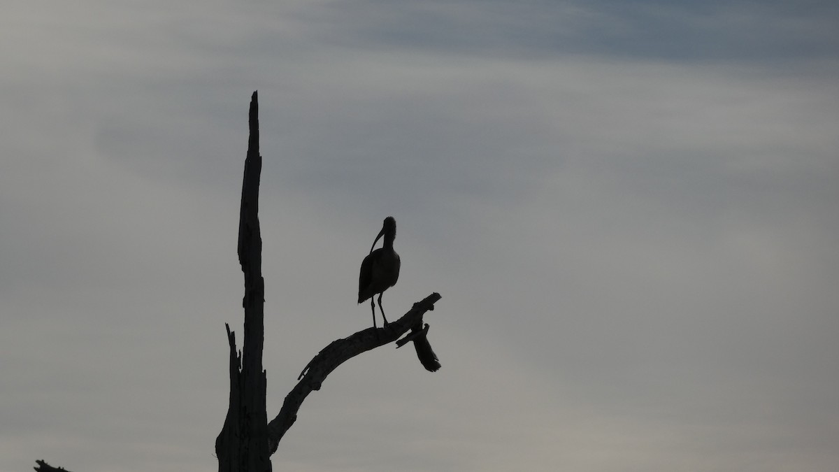 White Ibis - ML612599931