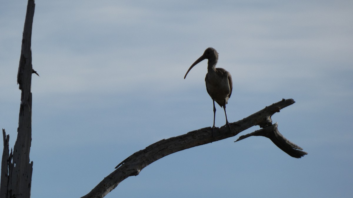 White Ibis - ML612599932