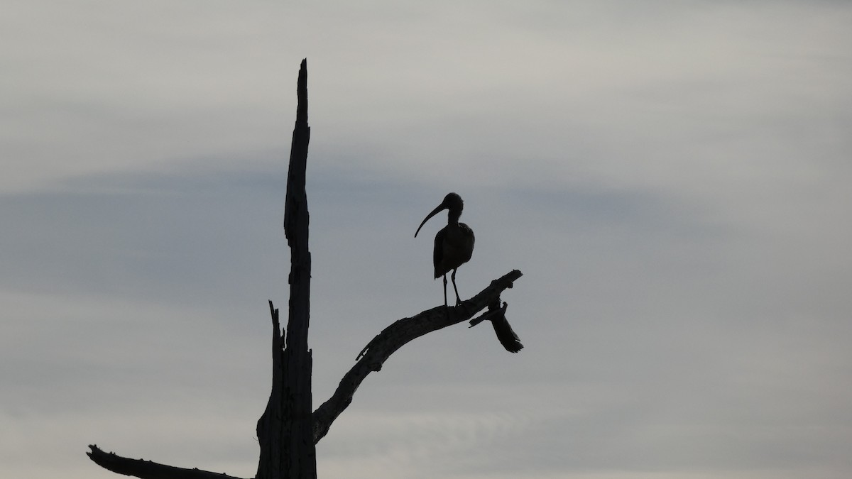 White Ibis - ML612599933