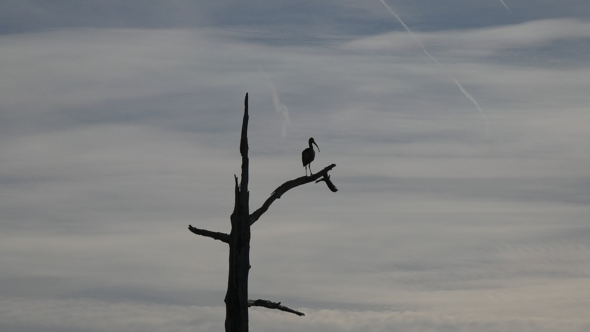 White Ibis - ML612599934
