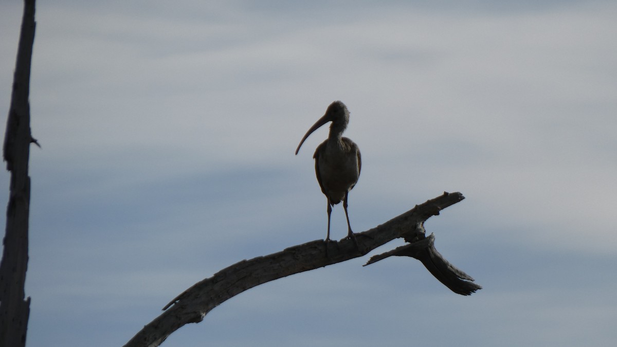 White Ibis - ML612599935