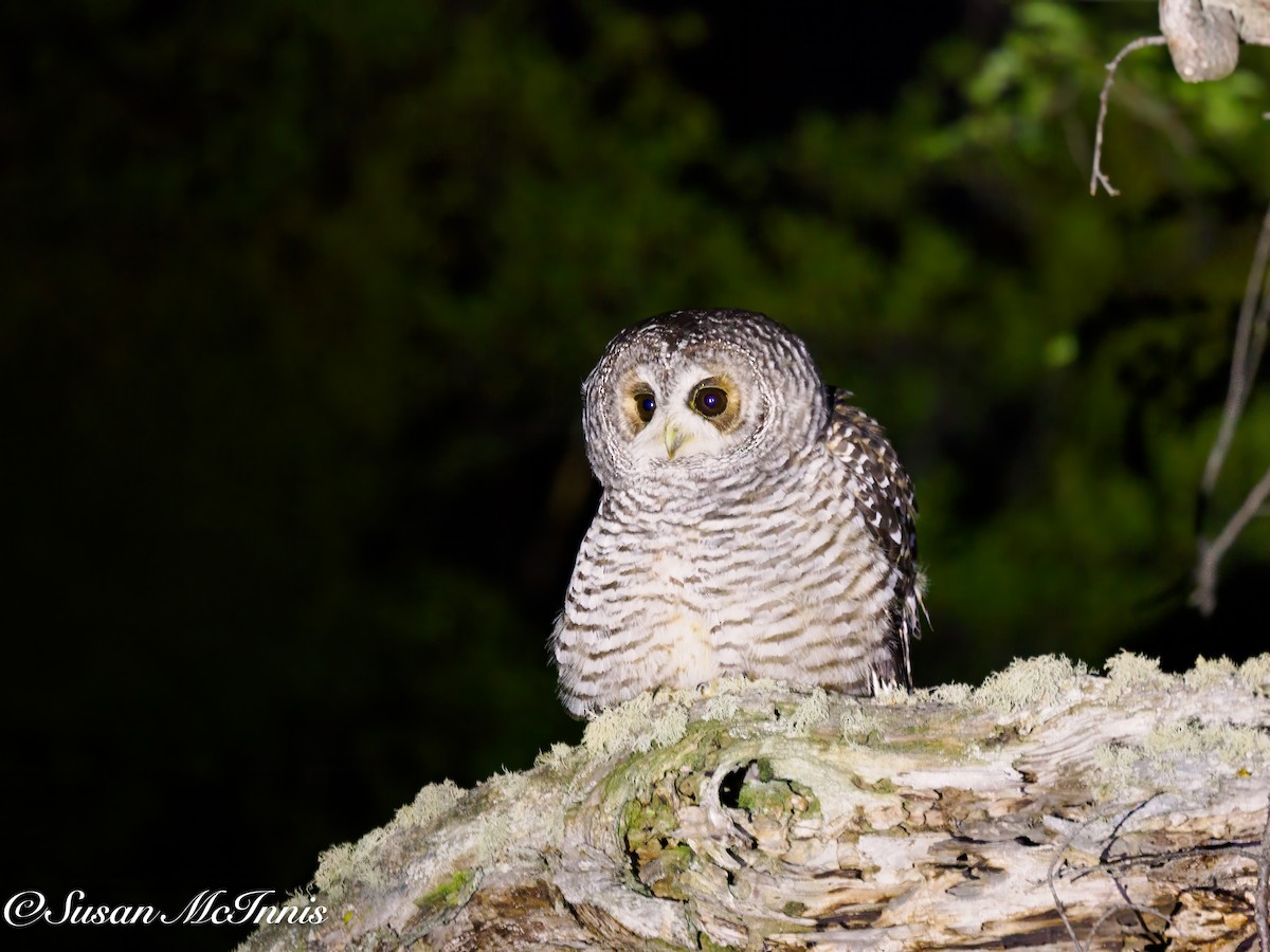 Rufous-legged Owl - Susan Mac