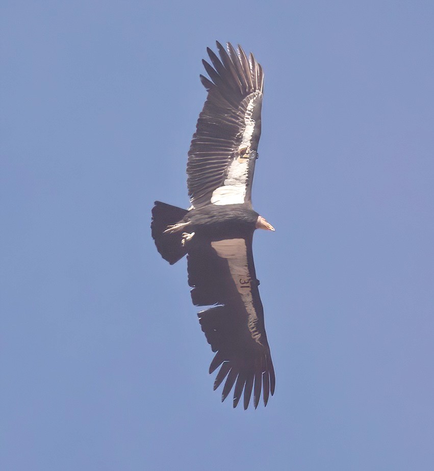 Condor de Californie - ML612600004