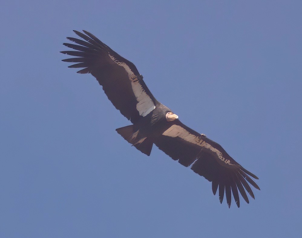 Condor de Californie - ML612600005