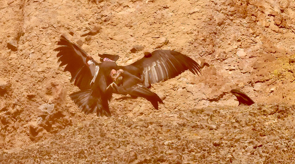 Condor de Californie - ML612600006