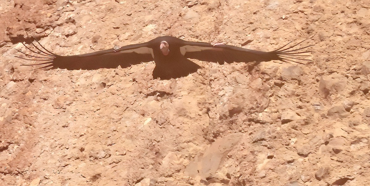 Condor de Californie - ML612600008