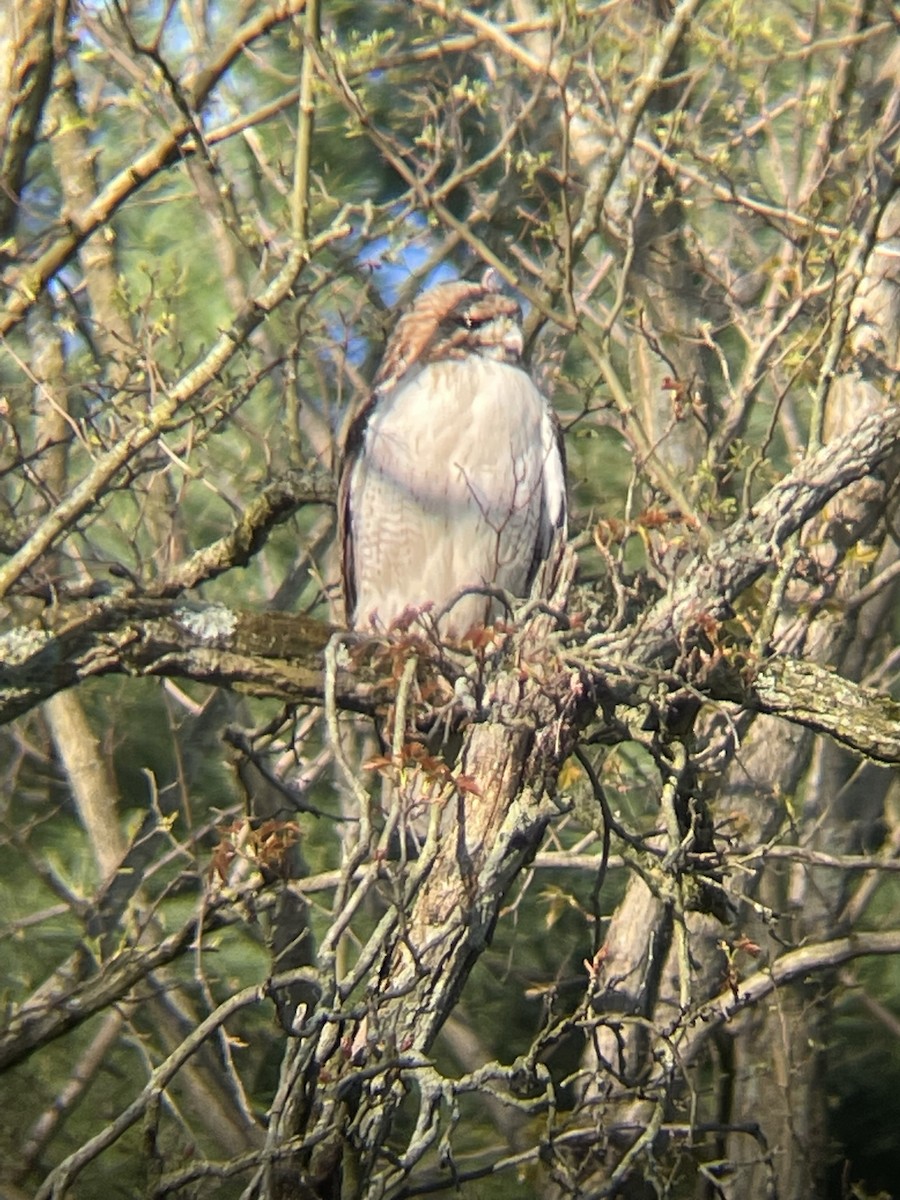 Red-tailed Hawk - ML612600070