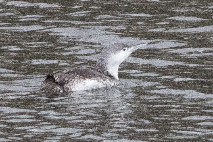 Red-throated Loon - ML612600093