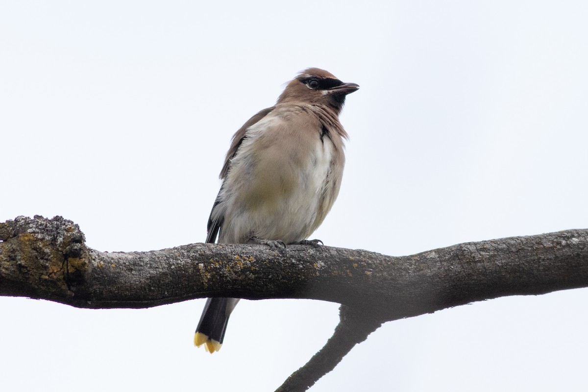 Cedar Waxwing - ML612600106