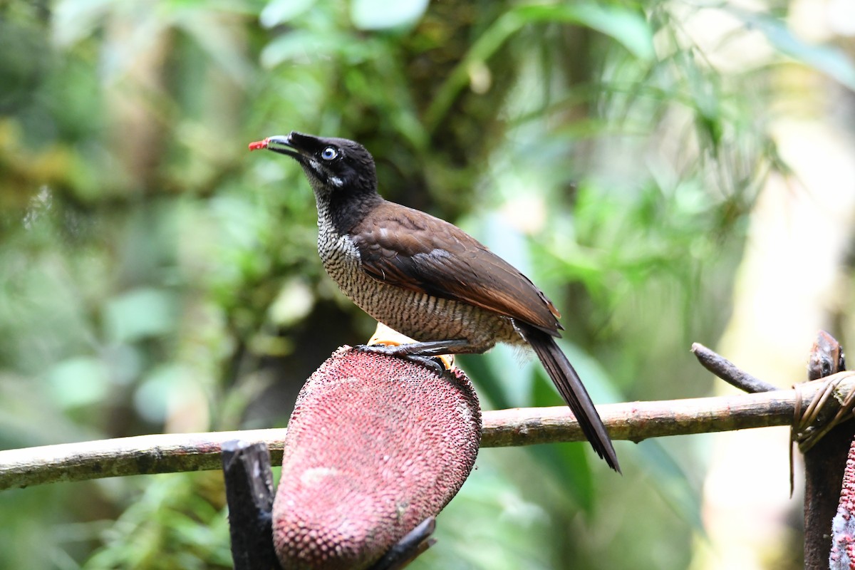 Western Parotia - ML612600174