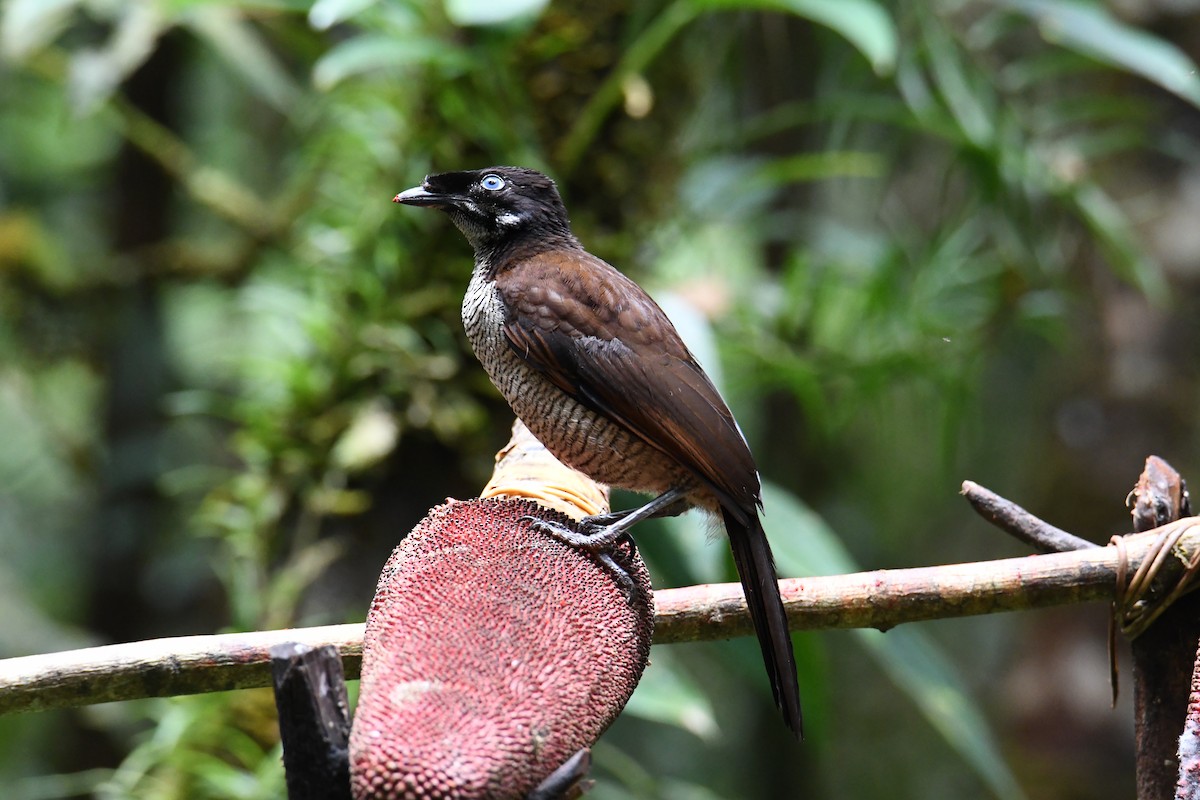 Western Parotia - ML612600179