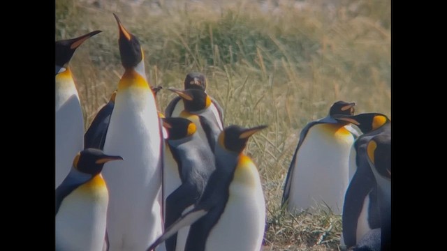 tučňák patagonský - ML612600233