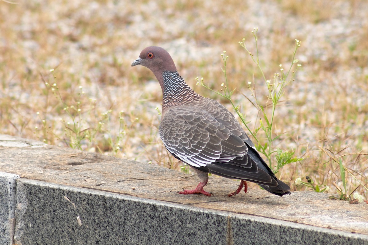 Picazuro Pigeon - Leandro Souza