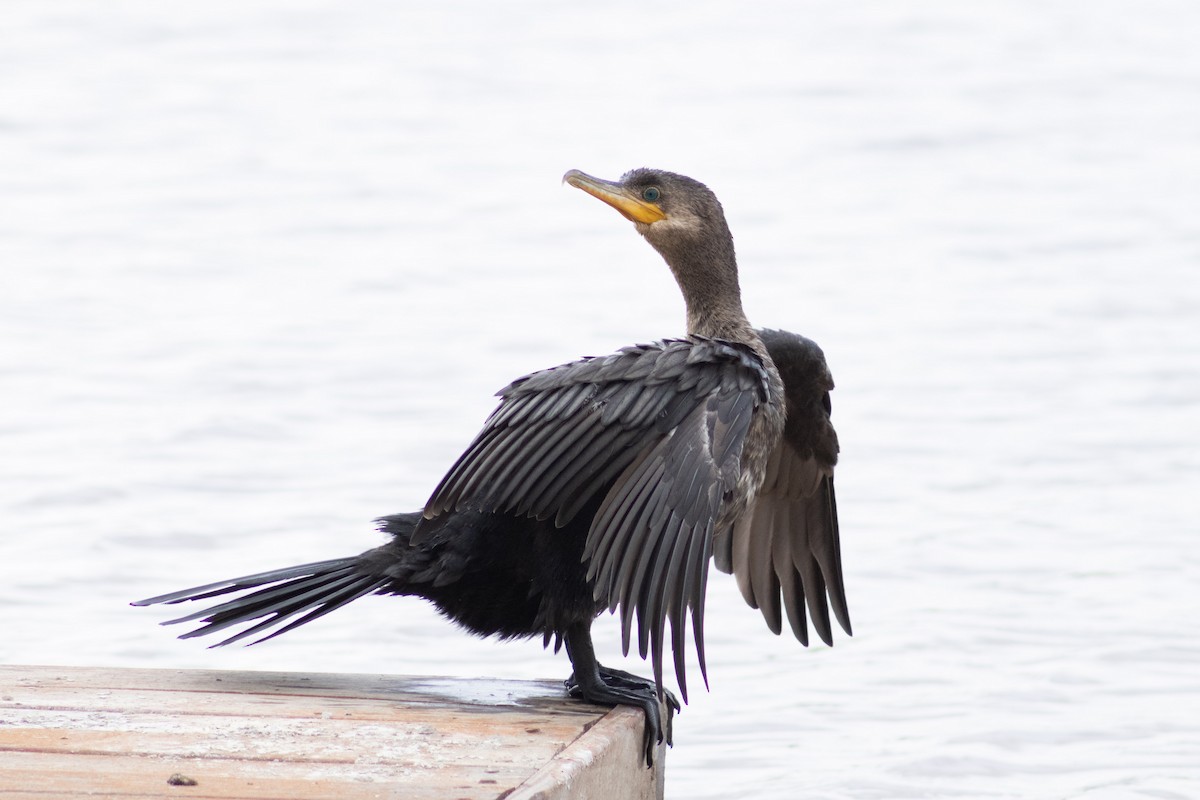 Neotropic Cormorant - ML612600349