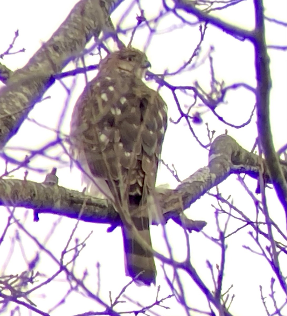 Sharp-shinned Hawk - ML612600374