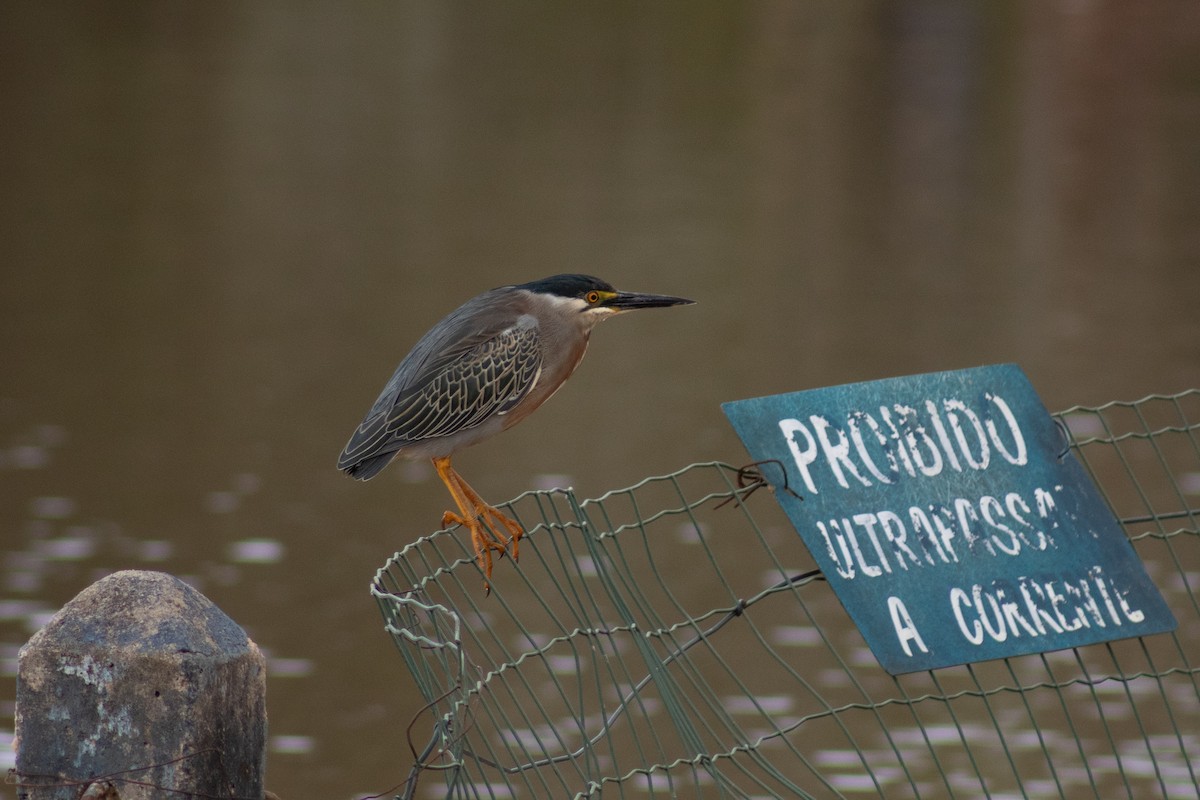 Striated Heron - Leandro Souza