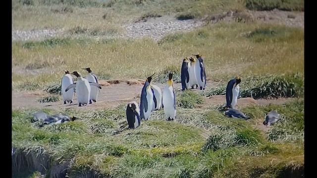 tučňák patagonský - ML612600393