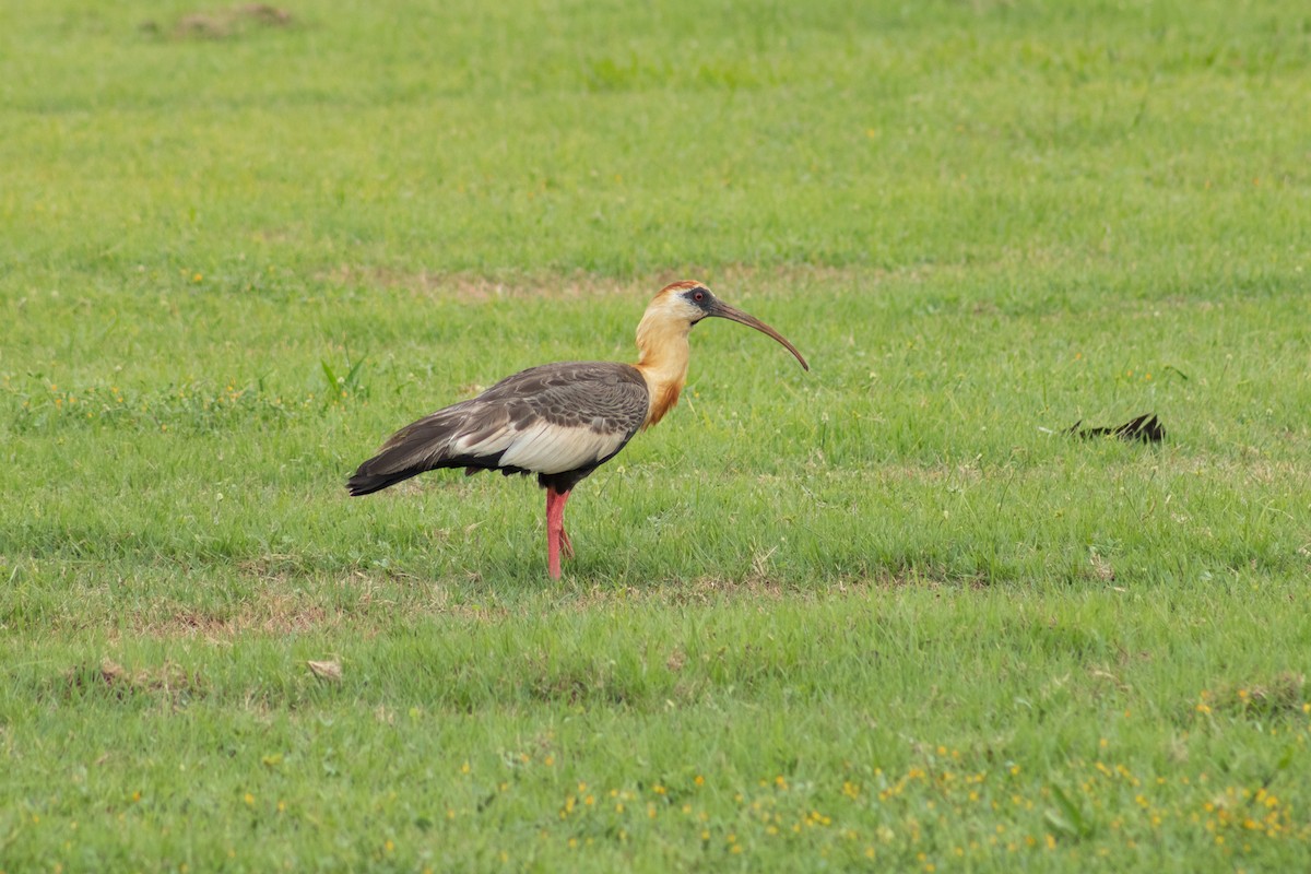 Buff-necked Ibis - ML612600407