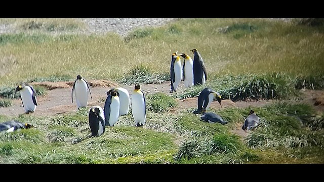 tučňák patagonský - ML612600409
