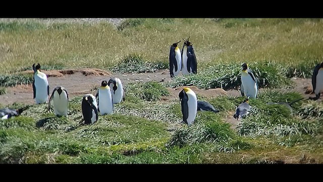 King Penguin - ML612600414