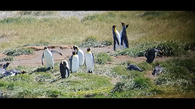 tučňák patagonský - ML612600415