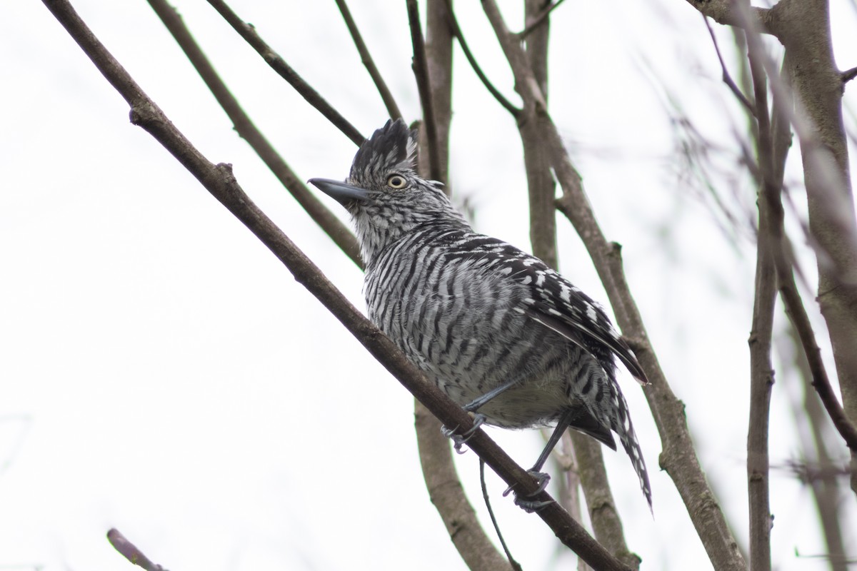 Barred Antshrike - Leandro Souza