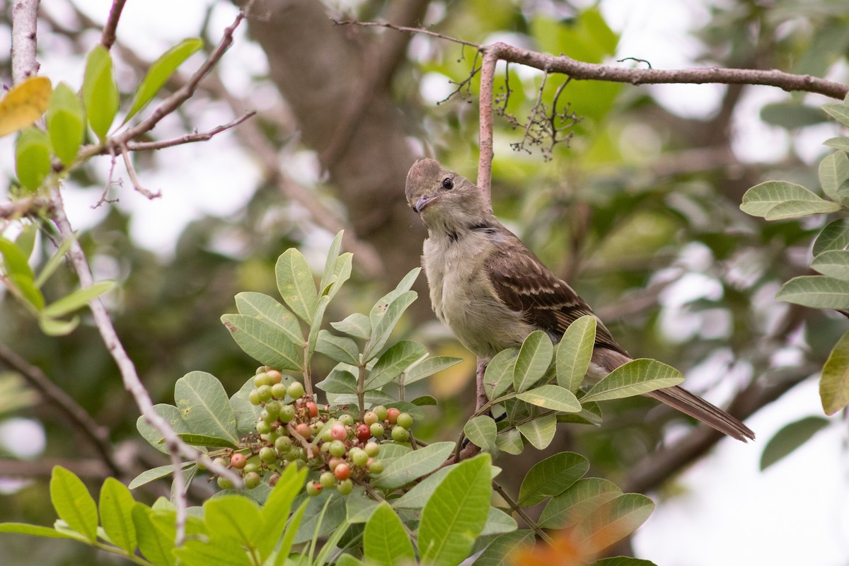 Yellow-bellied Elaenia - Leandro Souza